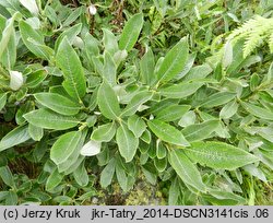 Salix helvetica (wierzba szwajcarska)