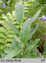 Salix helvetica (wierzba szwajcarska)