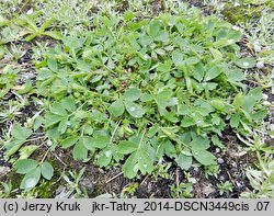 Sibbaldia procumbens (sybaldia rozesłana)