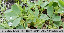 Sibbaldia procumbens (sybaldia rozesłana)