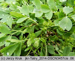 Sibbaldia procumbens (sybaldia rozesłana)