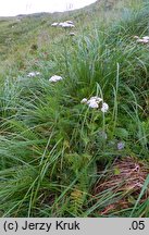 Achillea stricta (krwawnik wyprostowany)