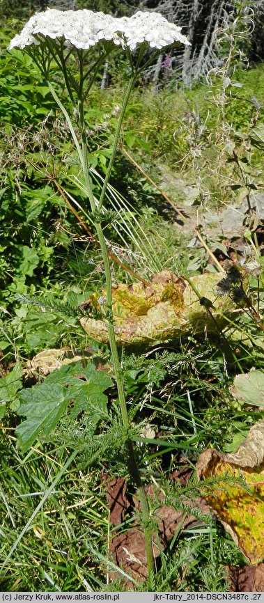 Achillea stricta (krwawnik wyprostowany)