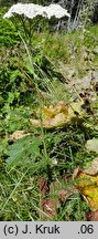 Achillea stricta (krwawnik wyprostowany)