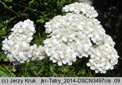 Achillea stricta (krwawnik wyprostowany)