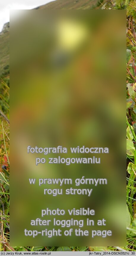 Hieracium pinetophilum
