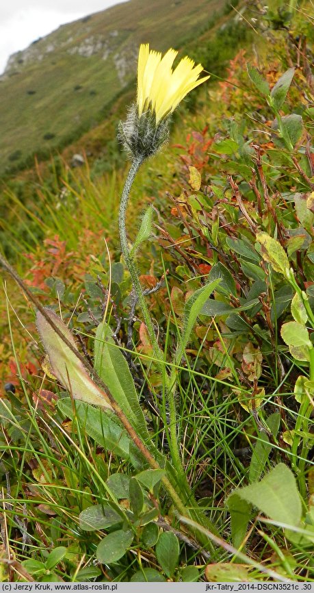 Hieracium pinetophilum