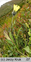 Hieracium pinetophilum