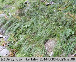 Festuca carpatica (kostrzewa karpacka)