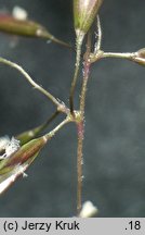 Trisetum alpestre (konietlica alpejska)