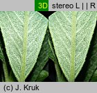 Salix helvetica (wierzba szwajcarska)