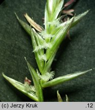 Festuca carpatica (kostrzewa karpacka)