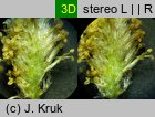 Salix hastata (wierzba oszczepowata)