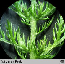 Achillea stricta (krwawnik wyprostowany)