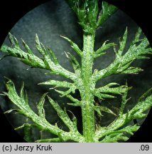 Achillea stricta (krwawnik wyprostowany)