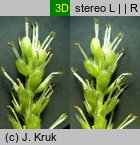 Salix retusa (wierzba wykrojona)