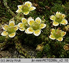 Saxifraga bryoides (skalnica mchowata)