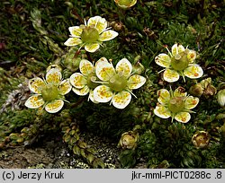 Saxifraga bryoides (skalnica mchowata)