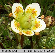 Saxifraga bryoides (skalnica mchowata)