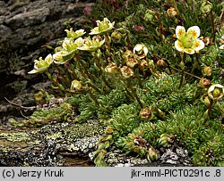 Saxifraga bryoides (skalnica mchowata)