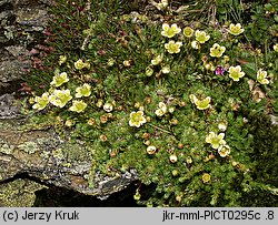 Saxifraga bryoides (skalnica mchowata)