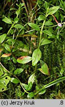 Epilobium nutans (wierzbownica zwieszona)