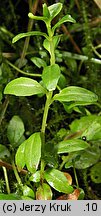 Epilobium nutans (wierzbownica zwieszona)