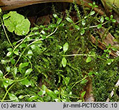 Epilobium nutans (wierzbownica zwieszona)