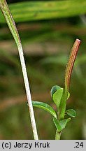 Epilobium nutans (wierzbownica zwieszona)