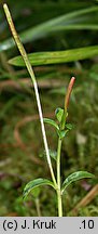 Epilobium nutans (wierzbownica zwieszona)