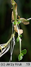 Epilobium nutans (wierzbownica zwieszona)