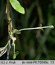 Epilobium nutans (wierzbownica zwieszona)