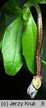 Epilobium nutans (wierzbownica zwieszona)