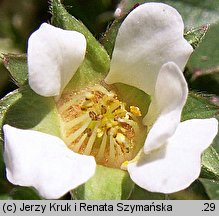 Potentilla sterilis (pięciornik płonny)