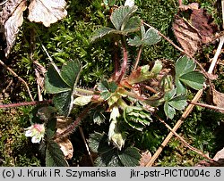 Potentilla sterilis (pięciornik płonny)