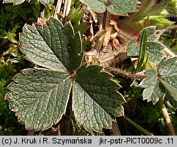 Potentilla sterilis (pięciornik płonny)