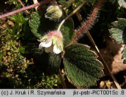 Potentilla sterilis (pięciornik płonny)