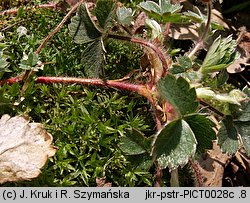 Potentilla sterilis (pięciornik płonny)