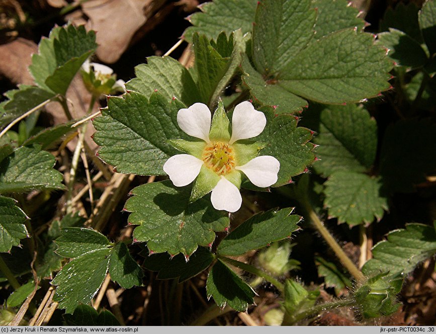 Potentilla sterilis (pięciornik płonny)