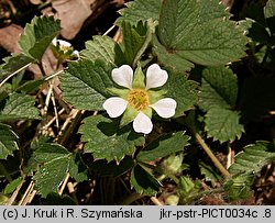 Potentilla sterilis (pięciornik płonny)