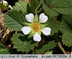 Potentilla sterilis (pięciornik płonny)