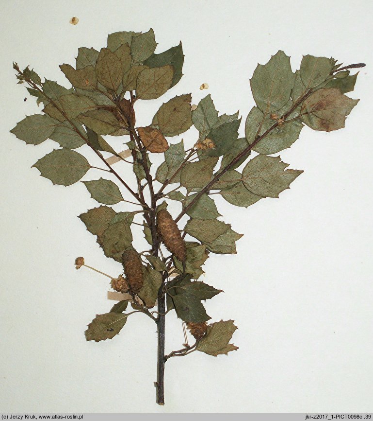 Betula szaferi (brzoza Szafera)