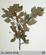 Betula szaferi (brzoza Szafera)