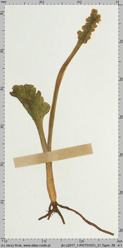 Botrychium simplex (podejźrzon pojedynczy)