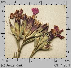 Dianthus collinus ssp. glabriusculus (goździk pagórkowy łysy)