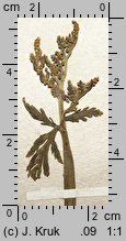 Botrychium lanceolatum (podejźrzon lancetowaty)