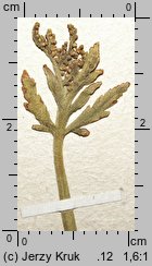 Botrychium lanceolatum (podejźrzon lancetowaty)