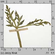 Botrychium lanceolatum (podejźrzon lancetowaty)