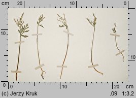 Botrychium lanceolatum (podejźrzon lancetowaty)