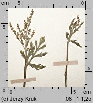 Botrychium lanceolatum (podejźrzon lancetowaty)